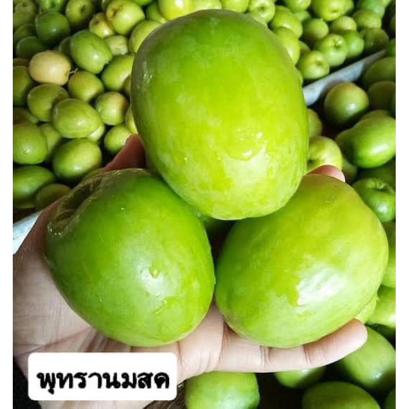 พร้อมส่ง-ต้นพุทธานมสด