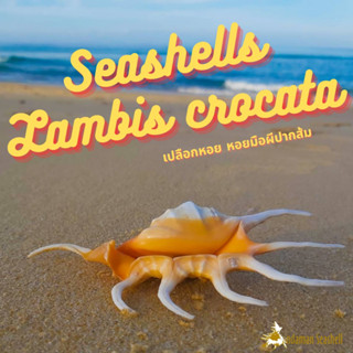 Andaman seashell เปลือกหอย หอยมือผีปากส้ม (Lambis crocata)