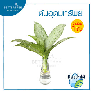 ต้นอุดมทรัพย์ อโกลนีมา (จำนวน 1 ต้น)  สามารถเลี้ยงน้ำได้💧ต้นไม้ฟอกอากาศ ต้นไม้มงคล ต้นไม้น้ำ ต้นไม้