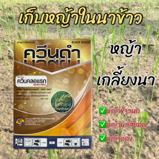 ควีนดำ ควินคลอแรก 50% ยาฆ่าหญ้าในนาข้าว ยาเก็บหญ้า เก็บหญ้าข้าวนก สารกำจัดวัชพืช ในนาข้าว ขนาด 100 กรัม