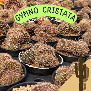 [พร้อมส่ง] gymnocalycium cristata ยิมโนคริส แคคตัส กระบองเพชร