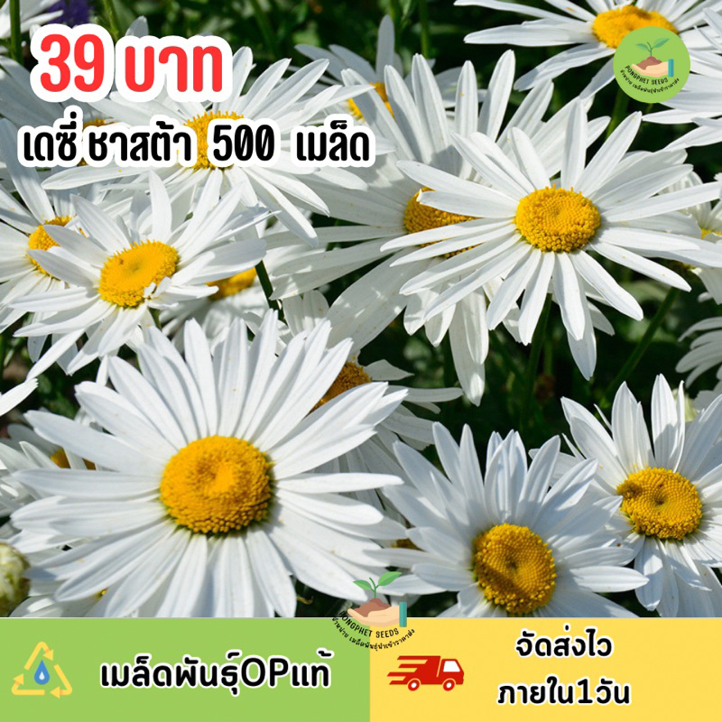 เมล็ดพันธุ์-ดอกเดซี่ซาสต้า-บรรจุ-500-เมล็ด-ขาวล้วน