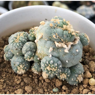 🔴⚫️🔴ของหายากค่าาRARE PLANT MONTROSE SKIN OF LOPHOPHORA🔴⚫️🔴 🍈🍈🍈 Lophophora Fricii Montrose Cristata ผิวสวยงา แว๊กซ์สวยมาก