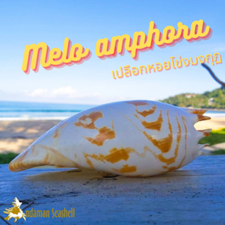 Andaman seashell เปลือกหอย หอยโข่งมงกุฏ (Melo amphora)