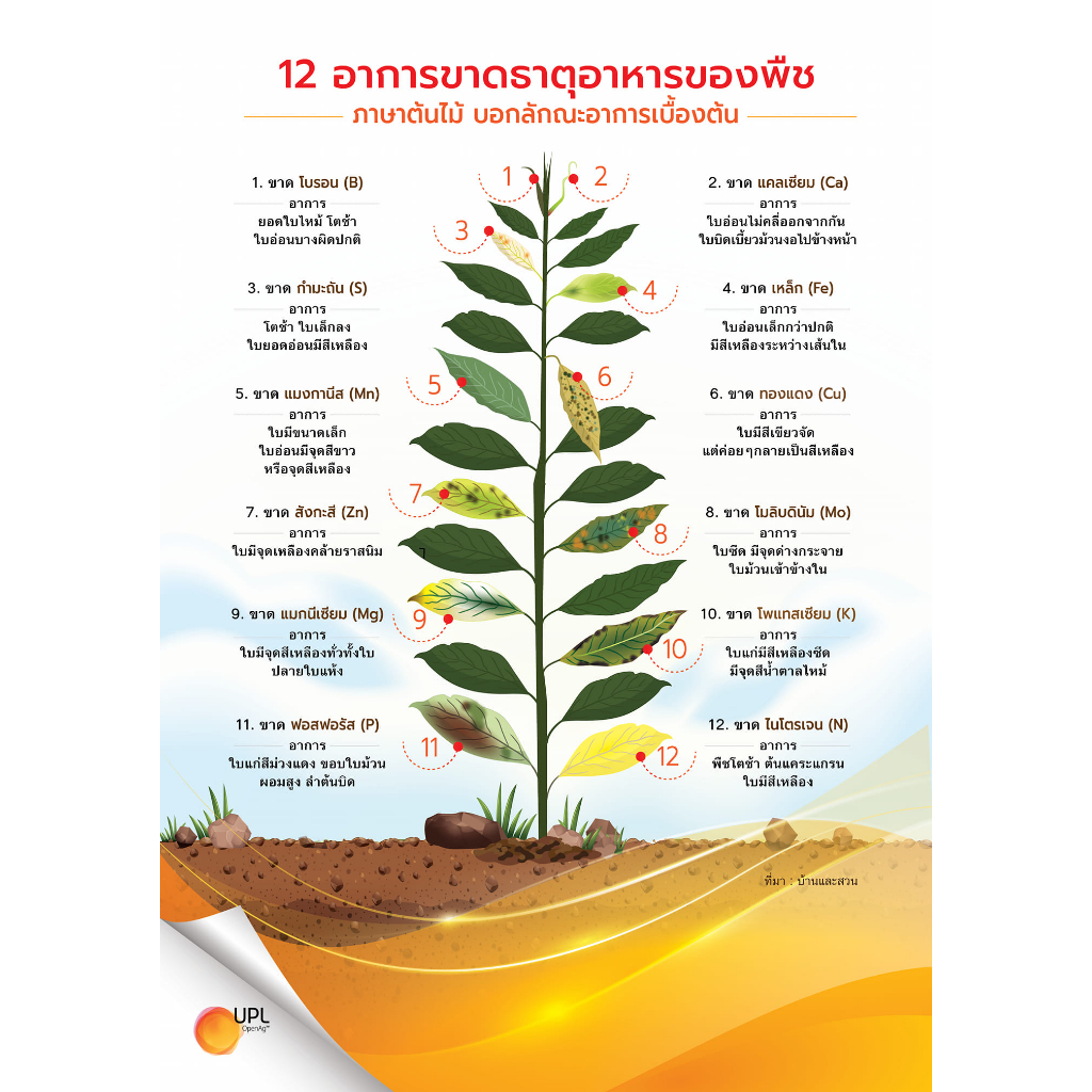 เวสโก้-ทองแดง-14-50กรัม-ช่วยในการเจริญเติบโตของระบบสืบพันธุ์พืช-ช่วยในการเผาผลาญอาหารของรากพืช