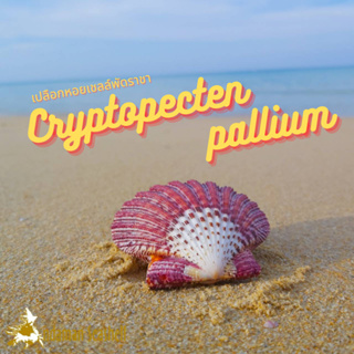 Andaman seashell เปลือกหอย เชลล์พัดราชา (Cryptopecten pallium)