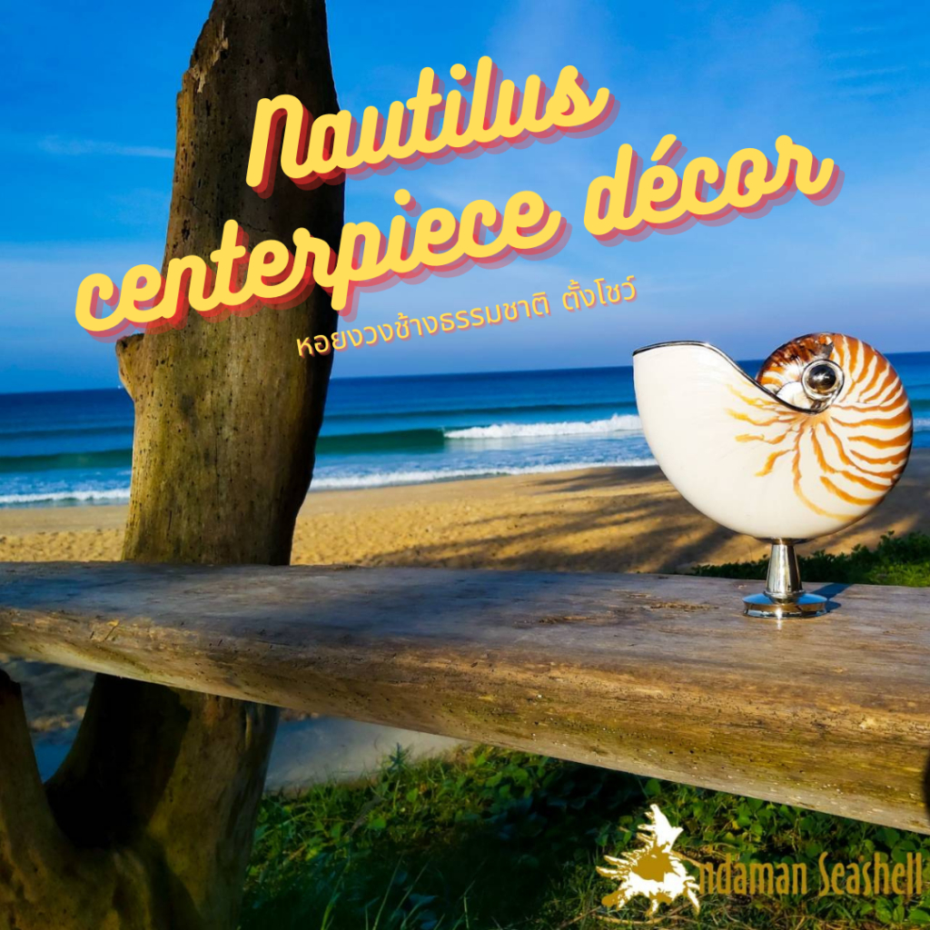 andaman-seashell-หอยงวงช้างธรรมชาติ-ตั้งโชว์-nautilus-pompilius