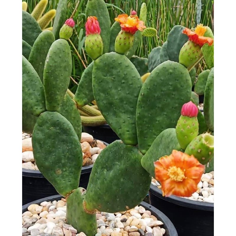 โอพันเทีย-opuntia-inamoena-แพดชำรากแล้ว-ภาพตัวอย่างดอกจาก-อินเทอร์เน็ต