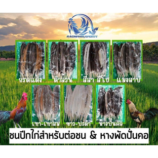 ปีกไก่ชนสวยๆ ชุดละ 50 เส้น รอยชนใหญ่&รอยชนเล็ก มีทุกสี