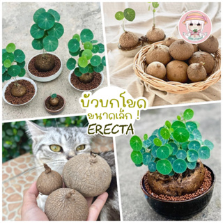 บัวบกโขด Erecta 《หัวเล็ก 》 คัดหัวสุขภาพดีให้ค่ะพร้อมคู่มือการเลี้ยง