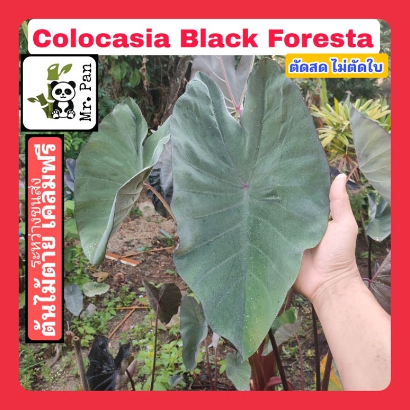 colocia-black-foresta-ตัดสดไม่ตัดใบ-โคโลคาเซีย-เเบล็ค-ฟอเรสต้า