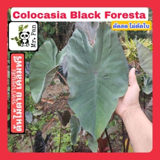 colocia Black Foresta ตัดสดไม่ตัดใบ โคโลคาเซีย เเบล็ค ฟอเรสต้า
