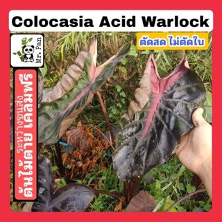 Colocasia Acid Warlock ตัดสดไม่ตัดใบ โคโลคาเซีย  อาไซด์ วาร์ล็อค