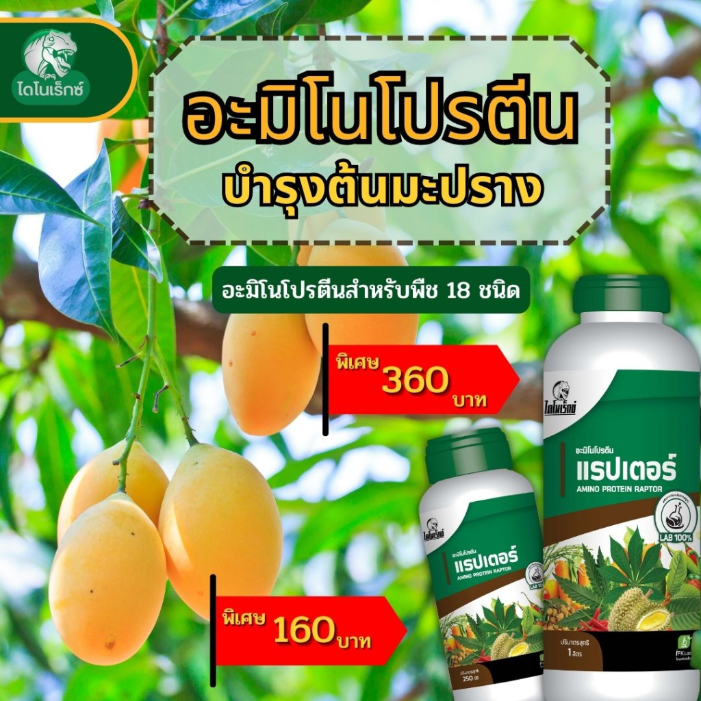 มะปราง-โตไว-ใบเขียว-ผลใหญ่-ผลผลิตดี-มีน้ำหนัก-อะมิโนโปรตีนจำเป็นสำหรับพืช-18-ชนิด-อะมิโนแรปเตอร์-โดย-ไดโนเร็กซ์