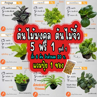 สินค้า ต้นไม้มงคล ต้นไม้ฟอกอากาศ ราคา 20฿ ทุกต้น รบกวนสั่ง 2 ต้นขึ้นไปนะคะ ( 5 Free 1 กดสั่ง 6 ต้นได้เลย) ชุดที่ 1