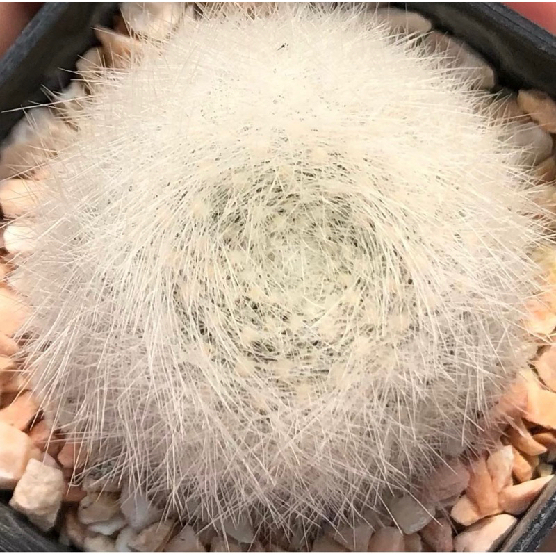 rebutia-muscula-orange-snowball-โคลนนำเข้าจากยุโรป