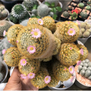 🌸🌸🌸น้องเน่ดอกชมพูเข้มหวานมาก ความหวานเต็มคาราเบลจริงกอนี้💗💗💗Mammillaria carmenae แมมคาร์มิเน่ขนสีลูกเจี๊ยบ🐤🐥🦆