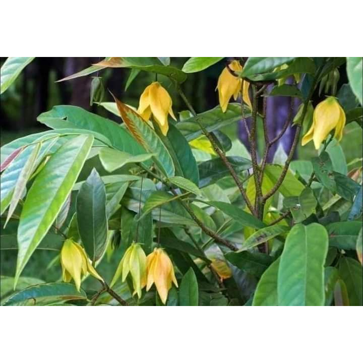 1ต้น-ต้น-ดอก-ส่าเหล้าปัตตานี-ดอก-สีเหลือง-แม่ดอกก้านยาว-ต้นส่าเหล้าปัตตานี-dwarf-ylang-ylang-shrub-นาวิน