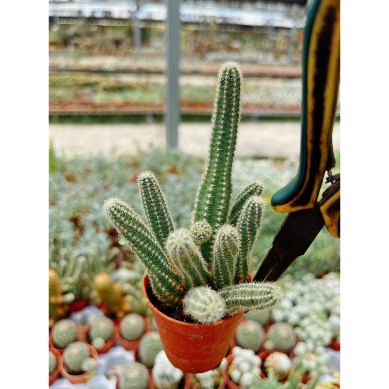 echinopsis-cactus-หางหนู