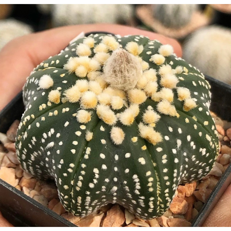 astrophytum-asterias-hanazono-ประจุดออกมาตั้งแต่ไซส์นี้-โดดเด่นมาก