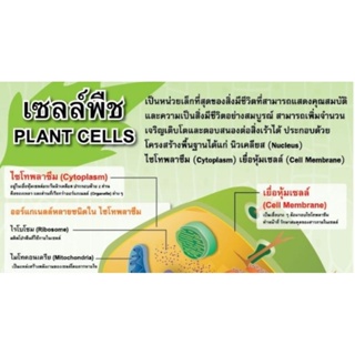 เซลล์พืช EQ 112 โปสเตอร์สื่อการสอน หุ้มพลาสติก ขนาด 50 * 70 cm