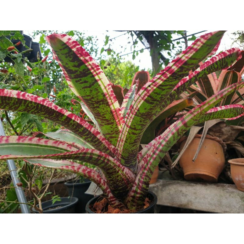 ขายเป็นหน่อหรือต้นลูก-สับปะรดสี-bromeliads-ไม้ด่าง-ไม้ประดับ-ไม้จัดสวน-ไม้มงคล