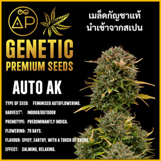 🇪🇸 เมล็ดกัญชา AK AUTO เมล็ดค่าย AP Genetic นำเข้าจากสเปน เมล็ดกัญ ชา ออโต้ เพศเมีย แท้ 100% ควบคุมคุณภาพอย่างเข้มงวด