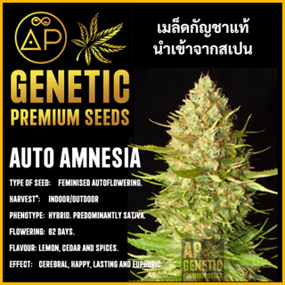 🇪🇸 เมล็ดกัญชา Auto Amnesia เมล็ดค่าย AP Genetic นำเข้าจากสเปน เมล็ดกัญ ชา ออโต้ เพศเมีย แท้100% ควบคุมคุณภาพอย่างเข้มงวด