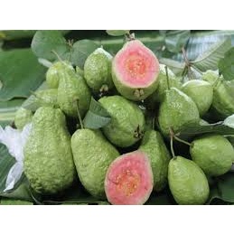 ต้นพันธุ์ ฝรั่งขี้นก ใส้แดง  ฝรั่งขี้นกไส้ชมพู พร้อมปลูกในถุงดำ ต้นละ 49บาท Red Guava or  Pink guava