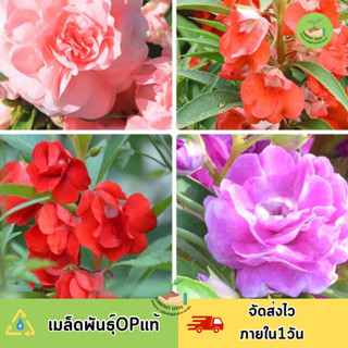 เมล็ดพันธุ์ ดอกเทียนซ้อนคละสี 120 เมล็ด