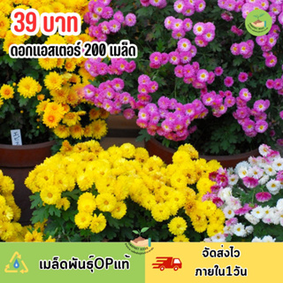 เมล็ดพันธุ์ดอกแอสเตอร์เล็กคละสี 200 เมล็ด