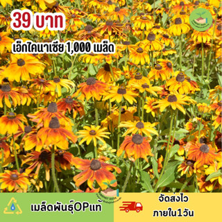 เมล็ดพันธุ์ ดอกเอ็กไคนาเซียเหลือง300 เมล็ด