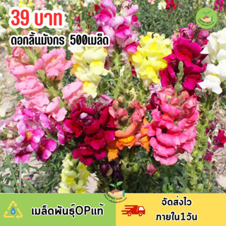 ดอกลิ้นมังกรคละสี500เมล็ด 🌱