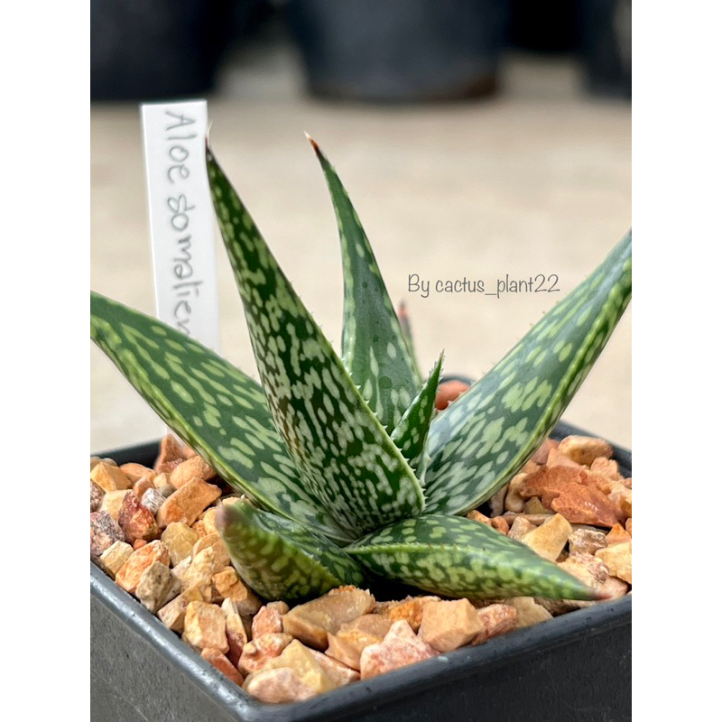 อโร-aloe-somalinsis