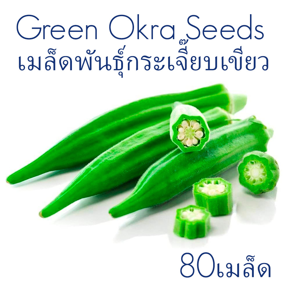 เมล็ดพันธุ์กระเจียบเขียว 80เมล็ด Green Okra seeds 5g Shopee Thailand