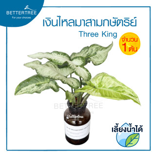 เงินไหลมาสามกษัตริย์ ทรีคิงส์ เลี้ยงน้ำได้(จำนวน 1 ต้น) Syngonium Three Kings เงินไหล ต้นไม้ ต้นไม้เลี้ยงน้ำ ไม้ฟอกอากาศ