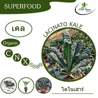 เคลไดโนเสาร์ LACINATO KALE