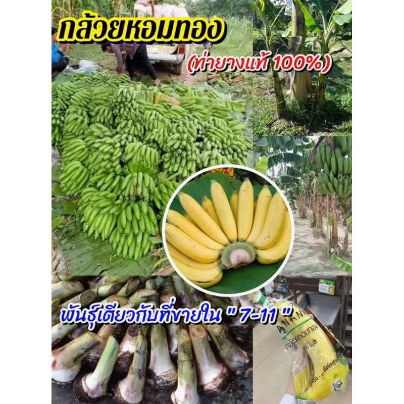 หน่อต้นกล้วยหอมทอง พันธุ์เดียวกันในเซเว่น ชุด 1️⃣0️⃣ หน่อ  มีคู่มือปลูกให้ทุกกล่อง ได้ผลผลิตใน 7-8 เดือน
