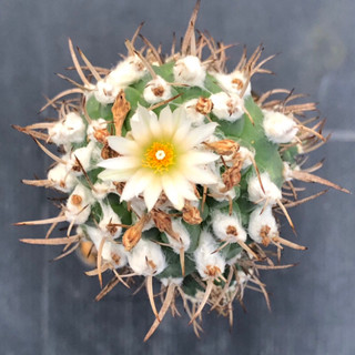 [พร้อมส่ง]🌵 แคคตัส เทบิ turbinicarpus cactus ไม้กราฟ จำนวน 1 ต้น