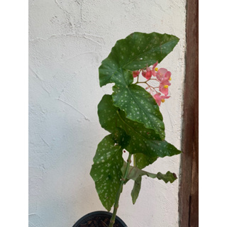 Begonia บีโกเนียลายจุดดอก ชมพู กระถาง 4 นิ้ว จัดส่งตามภาพ ทักแชทดูภาพอัพเดทได้ค่ะ