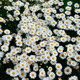 เมล็ดพันธุ์ ดอกเดซี่ สีขาว 100 เมล็ด White Daisy Silver Princess Seed ...