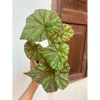 บีโกเนีย begonia curly lion กระถาง 4 นิ้ว ทักแชทดุภาพอัพเดทได้ค่ะ