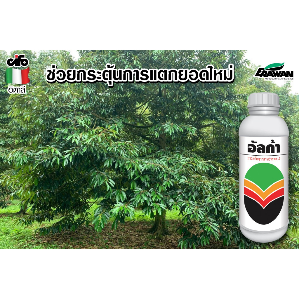 อัลก้า-สาหร่ายทะเลสกัด-ตระกูล-fucus-บริสุทธิ์แท้ๆ-เร่งใบอ่อนให้-เขียวเร็ว-หนาใหญ่-สมบูรณ์-ประกอบด้วย-อะมิโน-แอซิด-สารอา