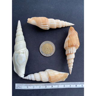 angel wing sea conch 100g 45baht