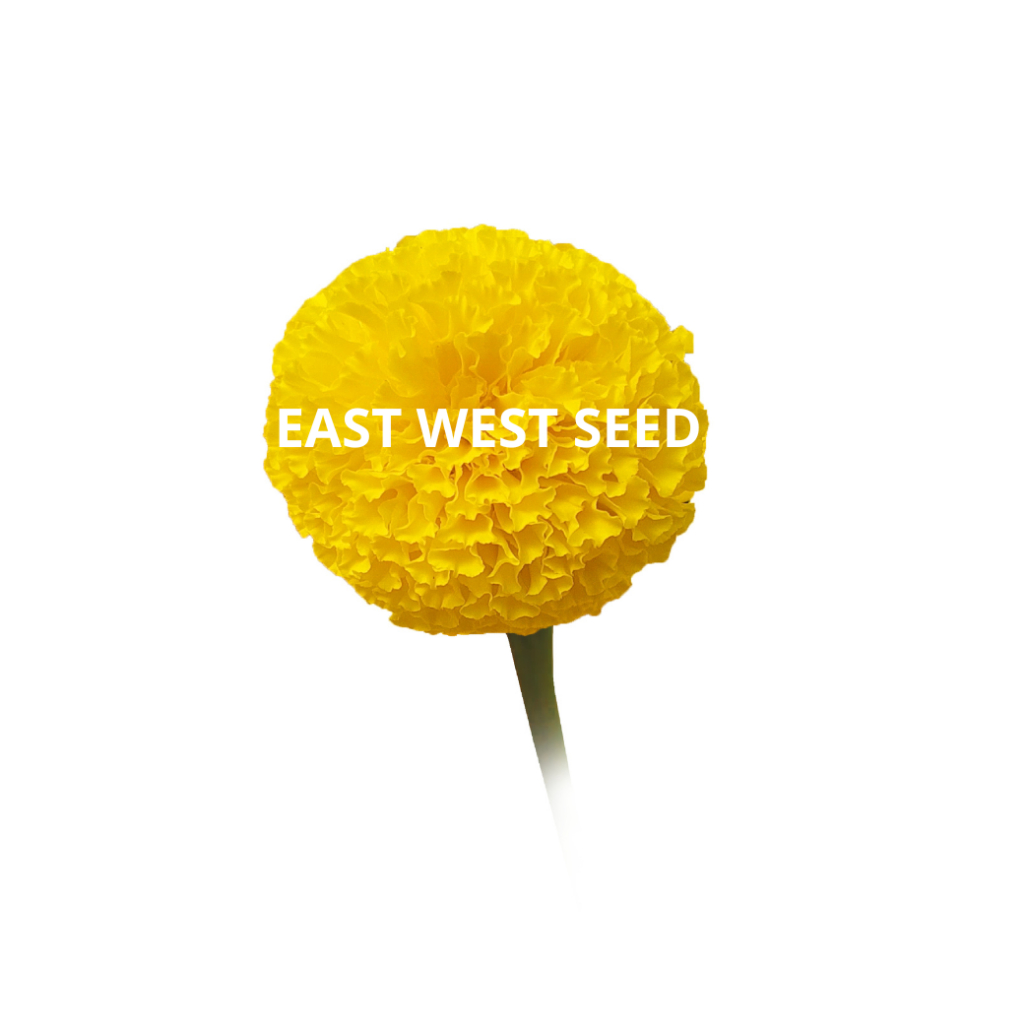 ศรแดง-เมล็ดพันธุ์ดาวเรืองกระถาง-f1-ไดมอนด์-เยลโล่-east-west-seed-เมล็ดพันธุ์-ผักสวนครัว-ตราศรแดง