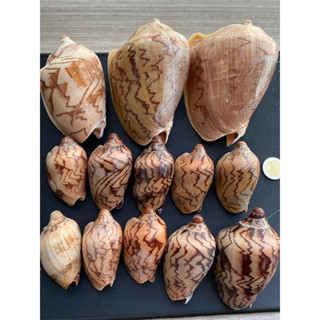 big seashells aquarium pet squid house เปลือกหอยใหญ่ พิพิธภัณฑ์สัตว์น้ำ สัตว์เลี้ยง บ้านปลาหมึก
