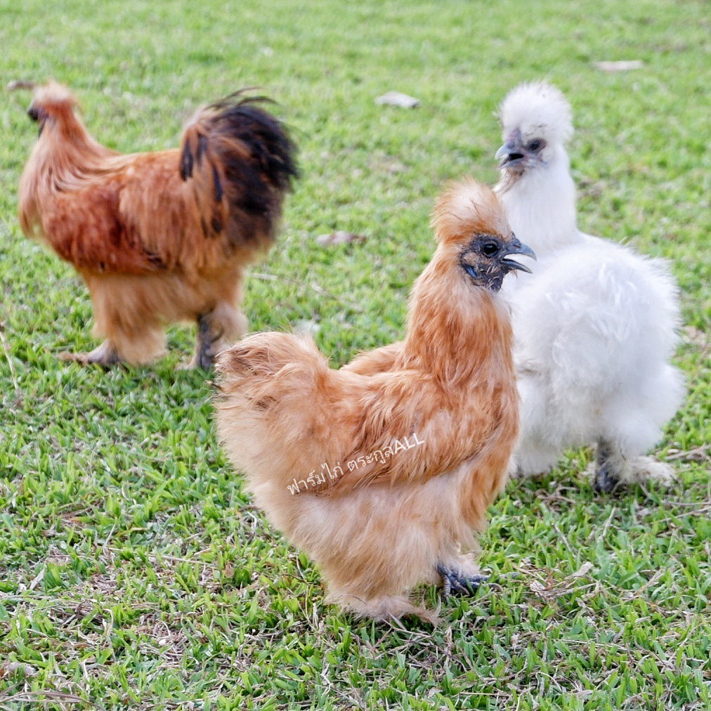 ชุด-2-ฟอง-ไข่เชื้อ-ไก่ซิลกี้-ไก่สวยงาม-พ่อแม่ไก่ตามรูป-ไก่ซิลกี้อเมริกาเเท้-รับประกันไข่แตกระหว่างขนส่ง-ส่งด่วน