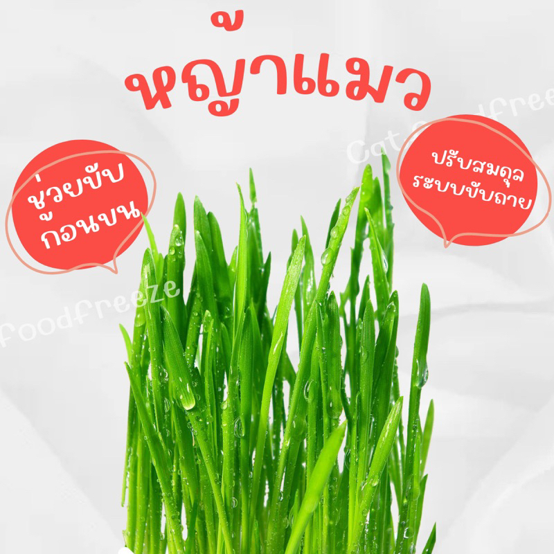 หญ้าแมวอัดเม็ด-ขับก้อนขน-หญ้าแมว-เนื้อไก่-หญ้าแมวฟรีซดราย