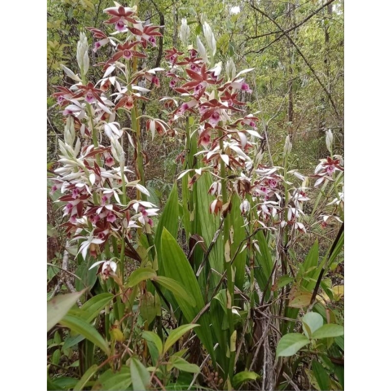 Phaius tankervilleae กล้วยไม้ดิน เอื้องพร้าวกล้วยไม้ดิน Shopee Thailand
