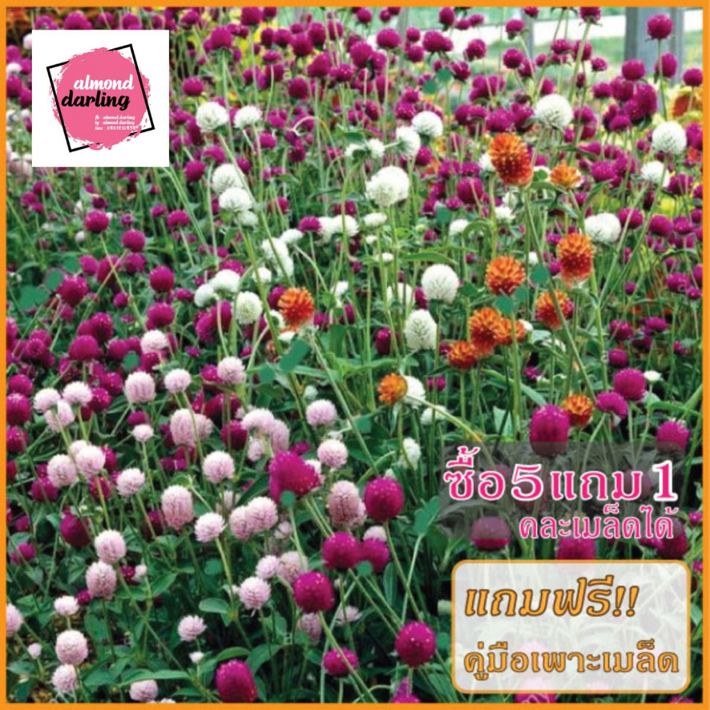 ชุด2-รวมเมล็ดพันธุ์ดอกไม้-ซื้อ-5-แถม-1-หลายชนิด-ดอกสวย-แข็งแรง-ปลูกง่าย-โตไว-ราคาถูก-อัตรางอกสูง-ส่งทุกวัน-ล็อตใหม่ทุกออ